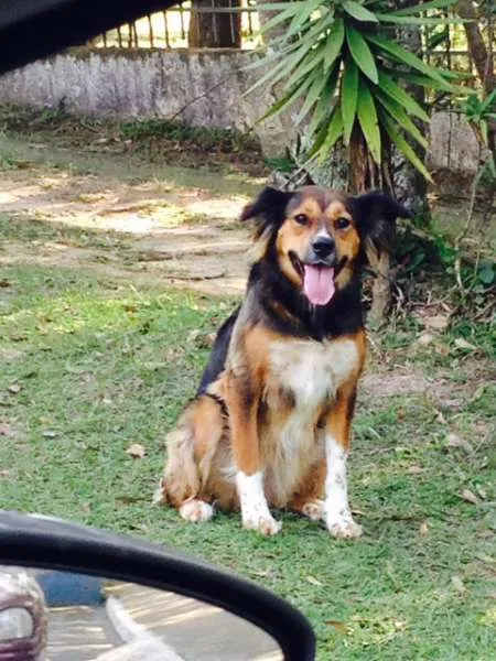Cachorro ra a mestiça Golden idade 2 anos nome Filomena