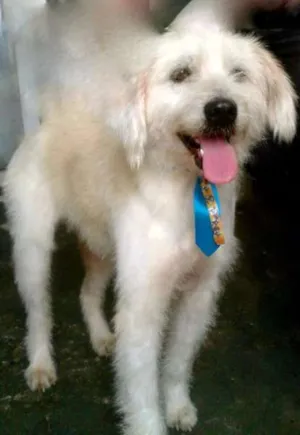 Cachorro raça SRD idade 2 anos nome Bianco