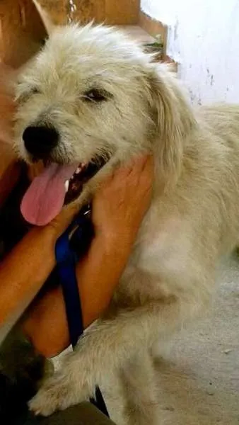 Cachorro ra a SRD idade 2 anos nome Bianco