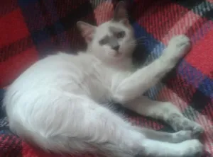 Gato raça SRD idade 2 a 6 meses nome Leonel