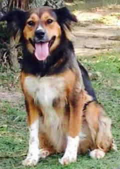 Cachorro raça mestiça Golden idade 2 anos nome Filomena