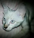 Bebê