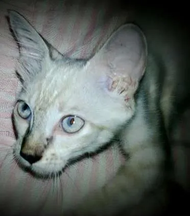 Gato raça Indefinida idade 2 a 6 meses nome Bebê