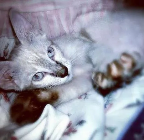 Gato raça Indefinida idade 2 a 6 meses nome Bebê