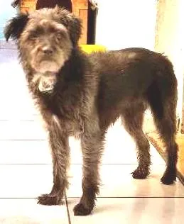 Cachorro raça Pudo com Linhaça idade 3 anos nome Xuxa