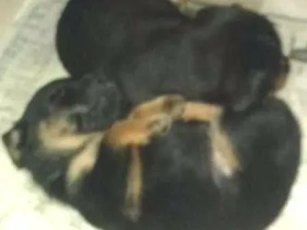 Cachorro ra a  idade Abaixo de 2 meses nome sem nome
