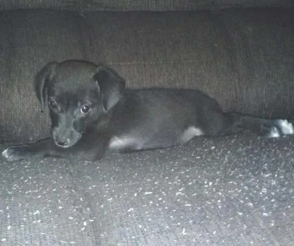 Cachorro raça SRD idade 2 a 6 meses nome Hanna