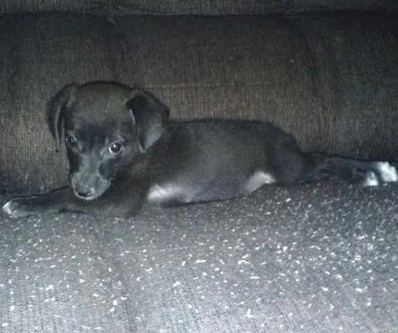 Cachorro raça SRD idade 2 a 6 meses nome Hanna