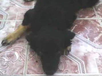 Cachorro raça não definida idade 1 ano nome Vanúbia