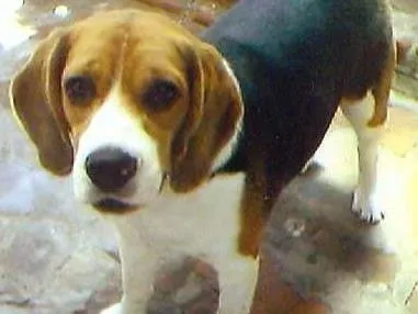 Cachorro ra a Beagle idade 7 a 11 meses nome Cuzco