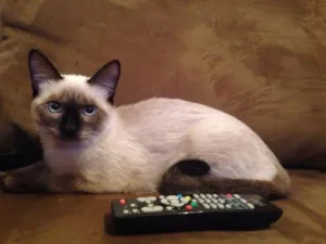 Gato raça siames idade 2 a 6 meses nome Mimi