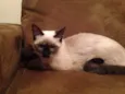 Mimi
