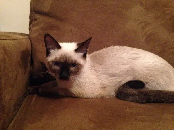 Gato ra a siames idade 2 a 6 meses nome Mimi