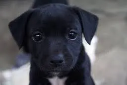 Cachorro ra a Vira Lata idade Abaixo de 2 meses nome Bob