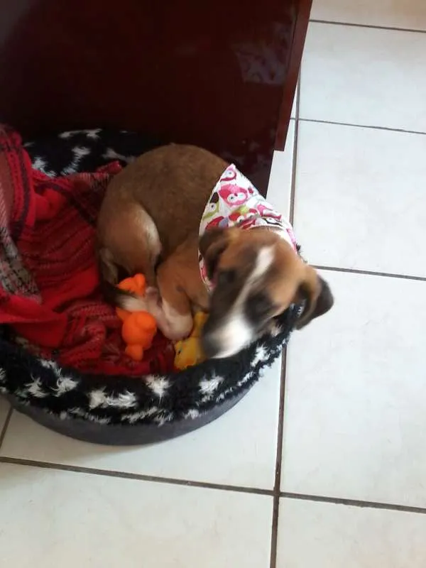 Cachorro ra a mestiça basse idade 1 ano nome to chamando de belinha