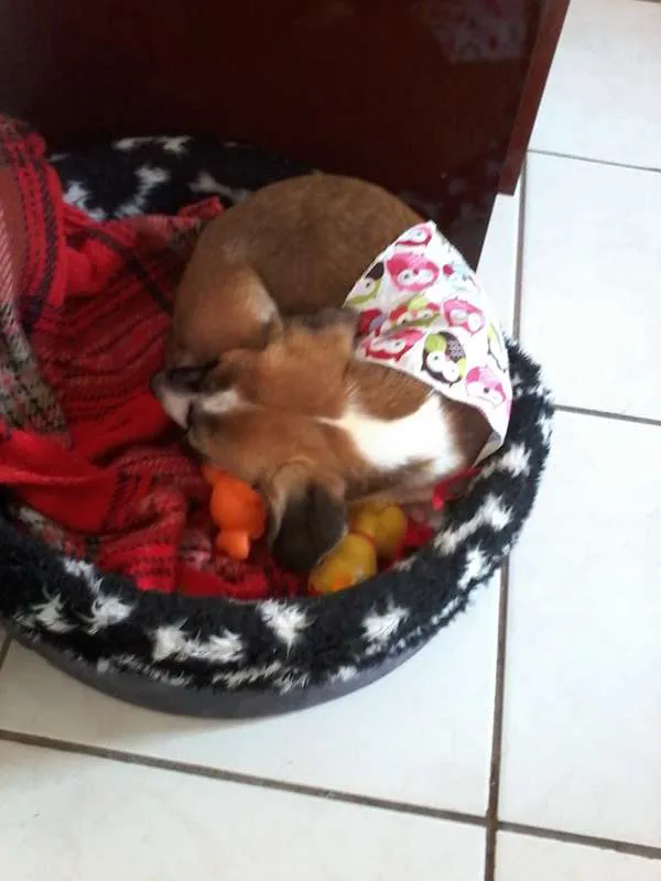 Cachorro ra a mestiça basse idade 1 ano nome to chamando de belinha