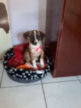 to chamando de belinha