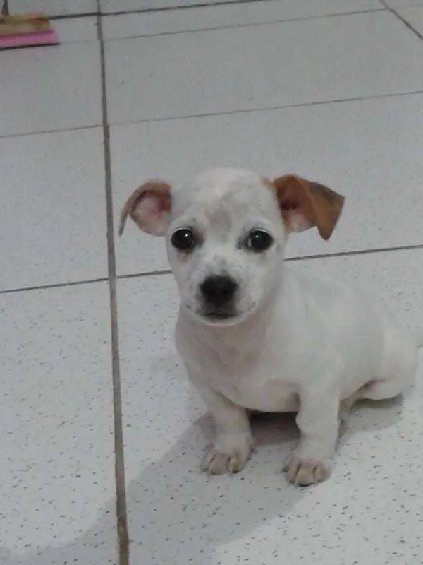 Cachorro ra a SRD idade 2 a 6 meses nome Milk