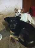 Zé & Pitucha