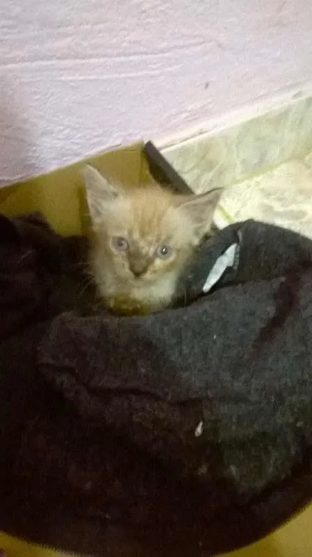 Gato raça siames idade Abaixo de 2 meses nome ainda ñ tem nome
