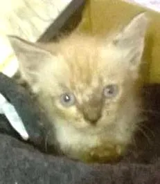 Gato raça siames idade Abaixo de 2 meses nome ainda ñ tem nome