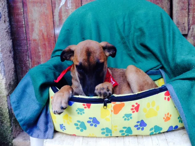 Cachorro ra a SRD idade 2 a 6 meses nome Filhotes