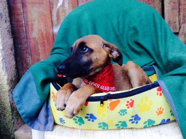 Cachorro ra a SRD idade 2 a 6 meses nome Filhotes