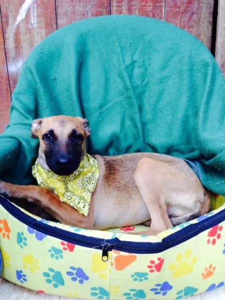 Cachorro ra a SRD idade 2 a 6 meses nome Filhotes