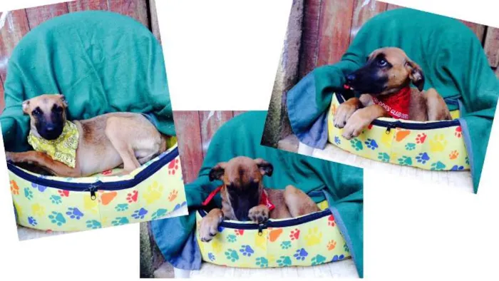 Cachorro ra a SRD idade 2 a 6 meses nome Filhotes
