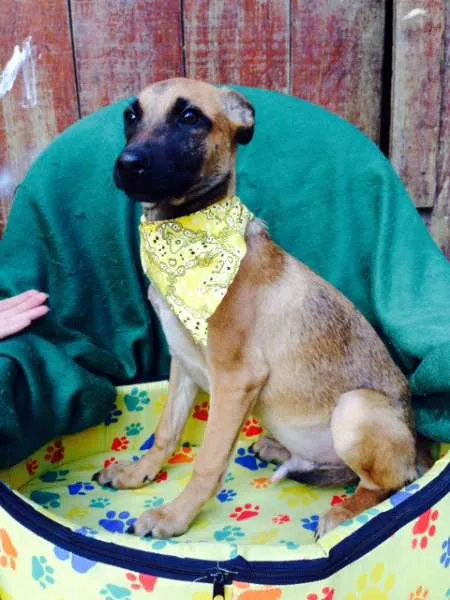 Cachorro ra a SRD idade 2 a 6 meses nome Filhotes