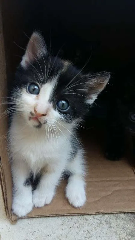 Gato ra a  idade Abaixo de 2 meses nome Pintada,Pretinha e 