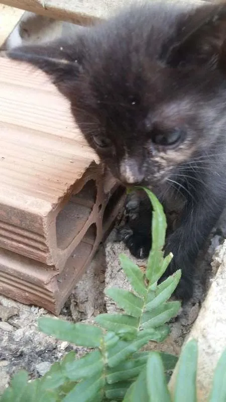 Gato ra a  idade Abaixo de 2 meses nome Pintada,Pretinha e 