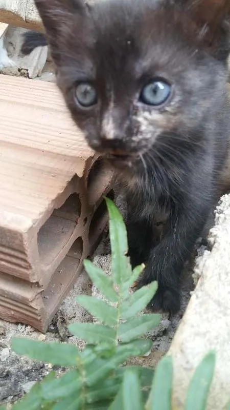 Gato ra a  idade Abaixo de 2 meses nome Pintada,Pretinha e 