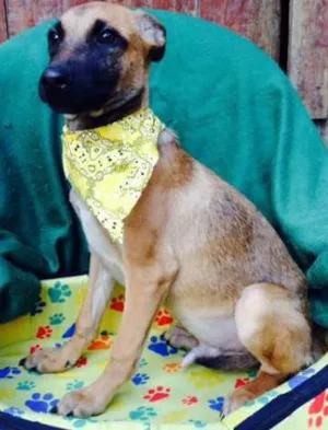 Cachorro raça SRD idade 2 a 6 meses nome Filhotes