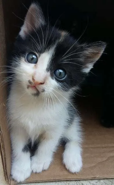 Gato ra a  idade Abaixo de 2 meses nome Pintada,Pretinha e 