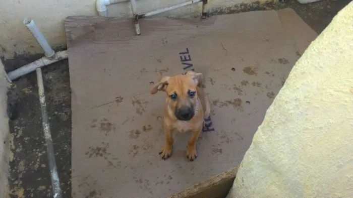 Cachorro raça misturado com fila idade 2 a 6 meses nome boy