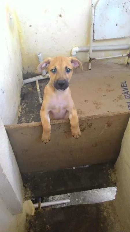 Cachorro raça misturado com fila idade 2 a 6 meses nome boy