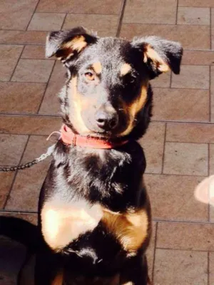 Cachorro raça SRD idade 1 ano nome Emily