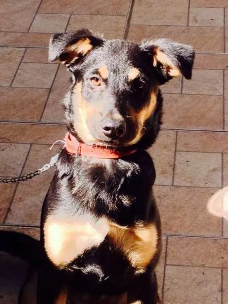 Cachorro ra a SRD idade 1 ano nome Emily