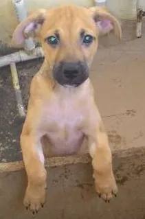 Cachorro raça misturado com fila idade 2 a 6 meses nome boy