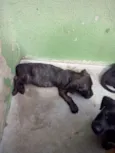 não tem