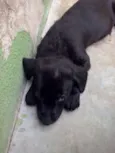 não tem