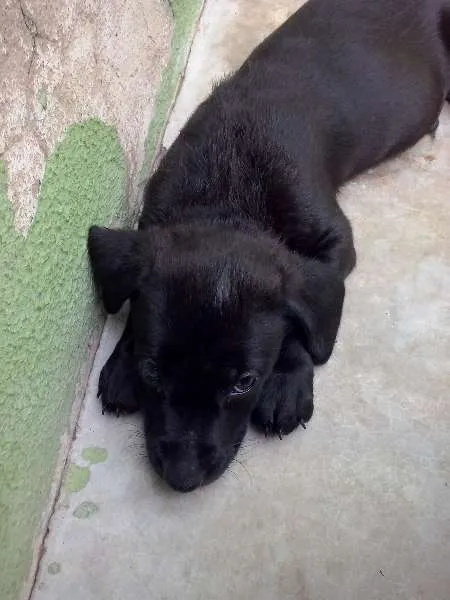 Cachorro raça SRD idade Abaixo de 2 meses nome não tem