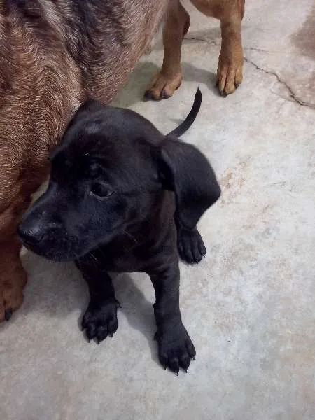 Cachorro raça SRD idade Abaixo de 2 meses nome não tem