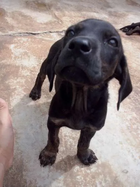 Cachorro raça SRD idade Abaixo de 2 meses nome não tem