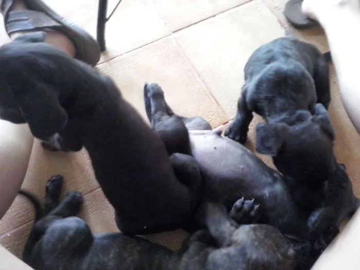 Cachorro raça SRD idade Abaixo de 2 meses nome não tem