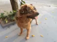 DRIKA