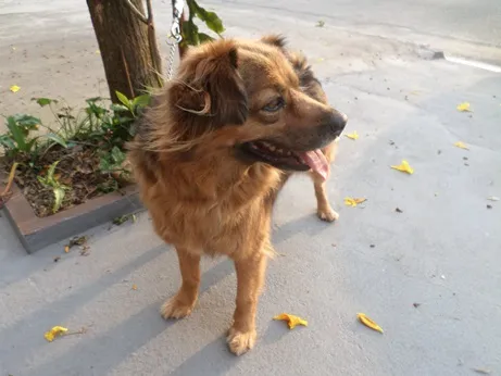 Cachorro raça SRD idade 2 anos nome DRIKA