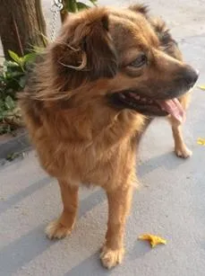 Cachorro raça SRD idade 2 anos nome DRIKA
