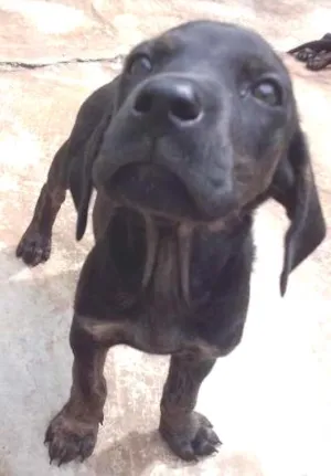 Cachorro raça SRD idade Abaixo de 2 meses nome não tem